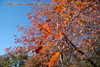 autumnbadgery (16)080426.jpg