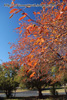 autumnbadgery (18)080426.jpg