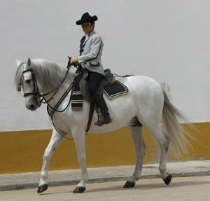 Spanish stallion