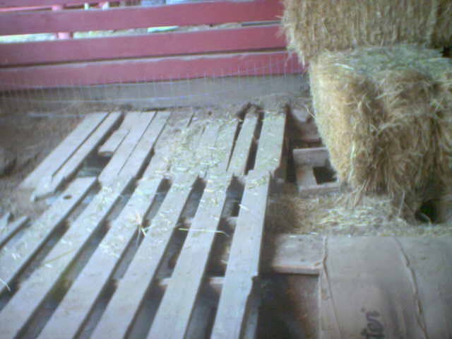 Bunny Shed