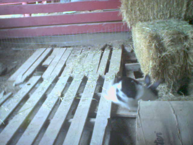 Bunny Shed